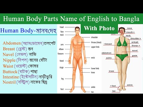 Body Parts Name with Picture and Bangla Meaning | Human Body Parts Names in English to Bangla