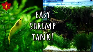 Simple Nano Tank for Yellow Shrimp!  Neocaridina davidi, the easiest shrimps for beginners!