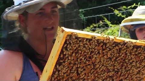 Sentinel Apiary Program   Bee Informed Partnership