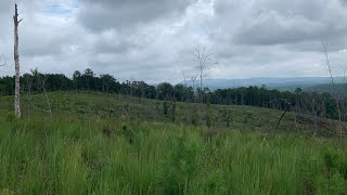 Alabama Habitat Restoration Project: Montane Longleaf Pine Plantation