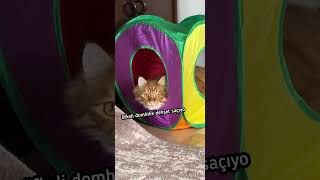 Bala & Oralet Aslan - Günlük Fofenk Dozu