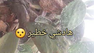 جديد الحشرة القرمزية بجبل كير وتدخل الشباب لتوقيف سائق شاحنة متورط