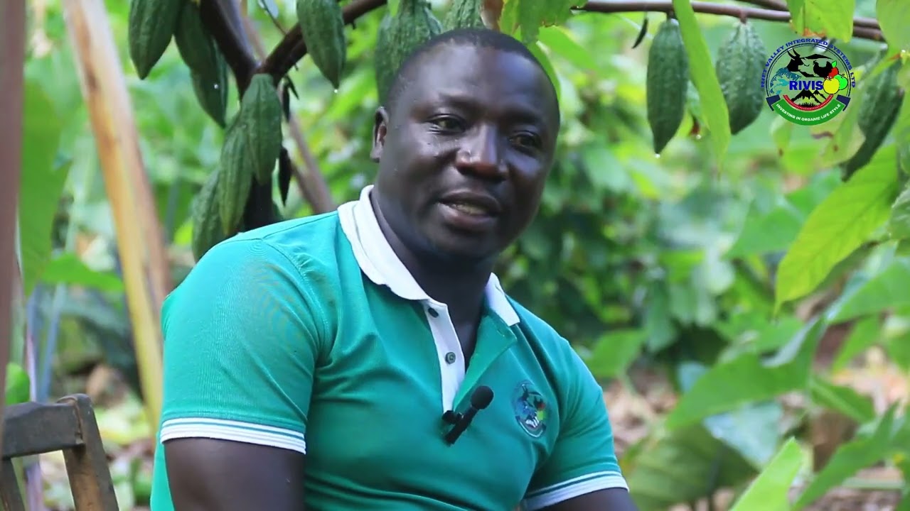 DID YOU KNOW PLANTING YAMS IN COCOA PLANTATION IS VERY USEFUL? LEARN WITH US