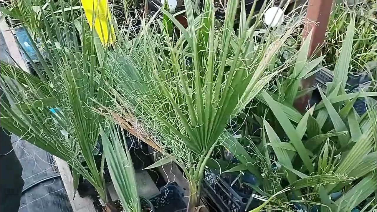 AM DESCOPERIT UN PRODUCĂTOR DE PALMIERI!!! PalmierideRomania YouTube