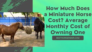 How Much Does a Miniature Horse Cost? Average Monthly Cost of Owning One