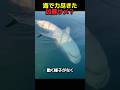 力尽きた凶暴サメに近づく