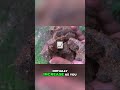 Gold Prospecting Secrets: Find the Source Upstream #shorts
