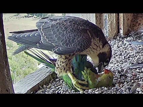 Video: Was ist gefährlicher, Falke oder Adler?