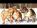 Bully Americano Fofo   Pitbull   Bulldogs 🐶 Melhor Compilação De Vídeo Sobre Cachorros Incríveis