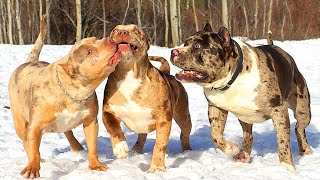 Bully Americano Fofo   Pitbull   Bulldogs 🐶 Melhor Compilação De Vídeo Sobre Cachorros Incríveis