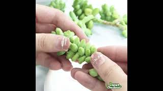 Propagating Burros Tail Succulents | The Next Gardener