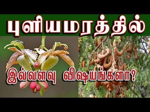 Tamarind tree puliyamaram medicine puliyamaram medicine