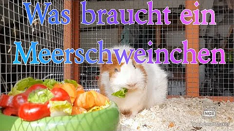 Welches Gemüse dürfen Meerschweinchen jeden Tag essen?