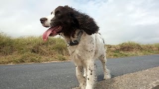 The Amazing Power of English Springer Spaniels as Diabetes Alert Dogs