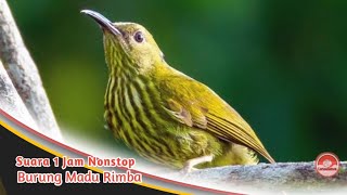 SUARA KICAU // BURUNG MADU RIMBA // 1 JAM NONSTOP.