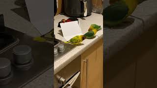 Love Bird Rips a Christmas Card