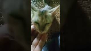 বিড়ালের_ভিডিও kitten short_video viralshort