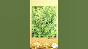 Cây Rau ngổ trong trị bệnh và đời sống