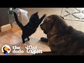 Tiny Blind Kitten Grows Up "Attacking" His Huge Dog Brother | The Dodo Odd Couples