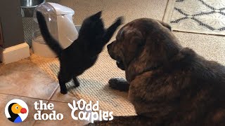 Tiny Blind Kitten Grows Up 'Attacking' His Huge Dog Brother | The Dodo Odd Couples