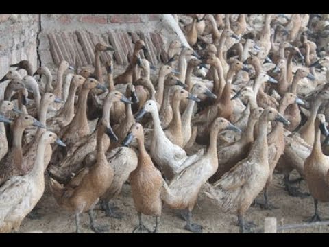 Ternak Bebek Pedaging Hanya 35 Hari Langsung Panen Youtube