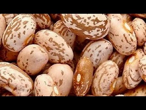 Video: What Interesting Facts Are There About Beans