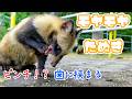 モヤモヤたぬき|ピンチ!?歯に挟まるパン|タヌキはその時