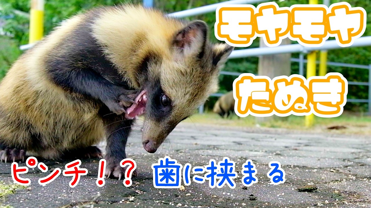 モヤモヤたぬき｜ピンチ！？歯に挟まるパン｜タヌキはその時