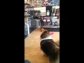 Sheltie&#39;s Watching Lassie