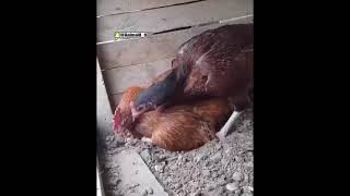 البيض غالي  سمعها