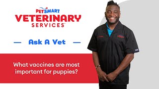 Puppy Vaccinations 101: What, When, and Why from PetSmart Veterinary Services #pethealth #vetadvice by PetSmart 411 views 4 months ago 1 minute, 49 seconds