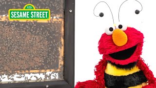 Sesame Street Elmo And Kids Meet A Beekeeper Featuring 
