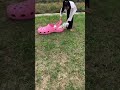 Where did the teacup dog go? #cute #pets #funny