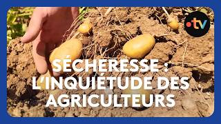 Sécheresse : les agriculteurs s'inquiètent pour leurs cultures