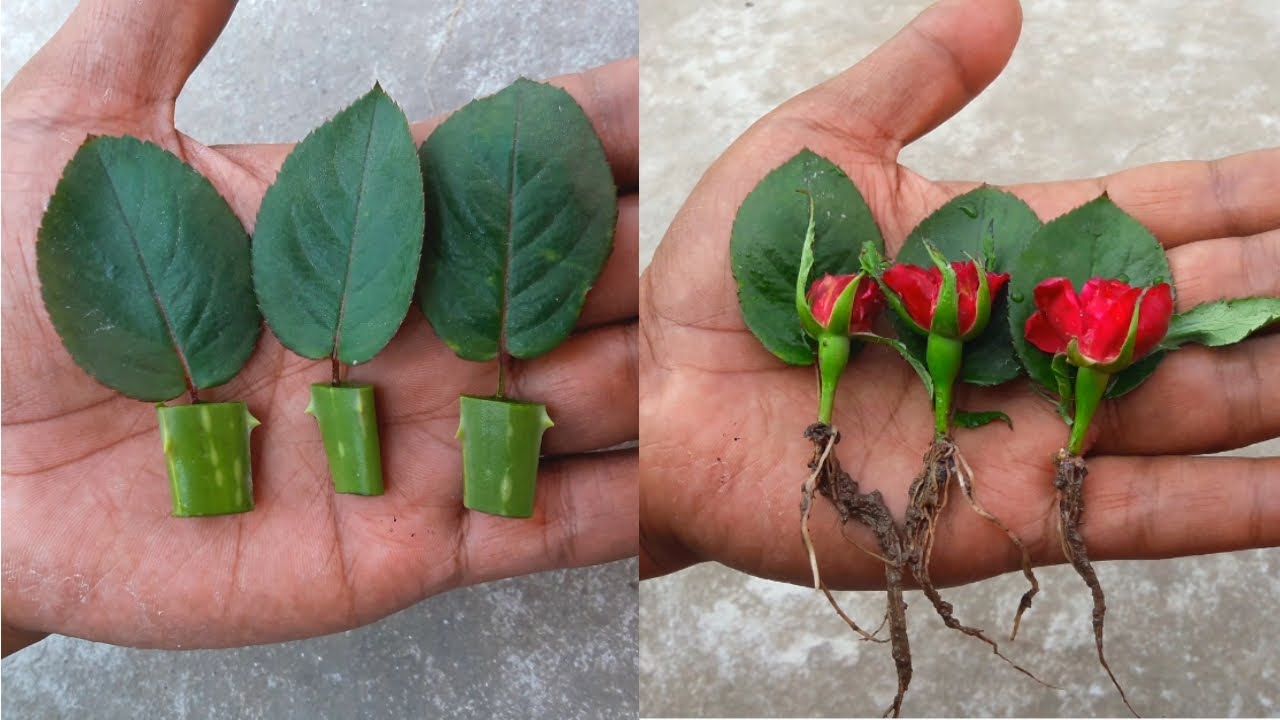 Grafting Rose Flower bud in Aloe vera