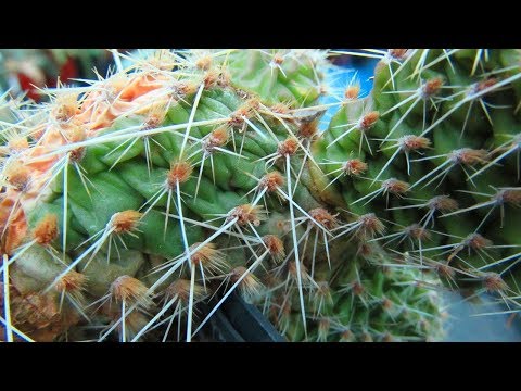 How to save a Cactus Plant that is shrivelled or wrinkled