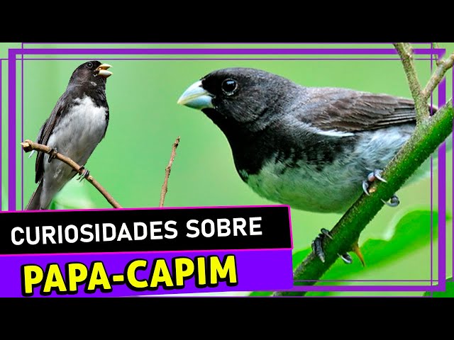 PAPA CAPIM CANTA LIMPINHO Sporophila nigricollis 