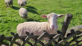 BAAA! MEEEE!  Adorable Sheep from Poland