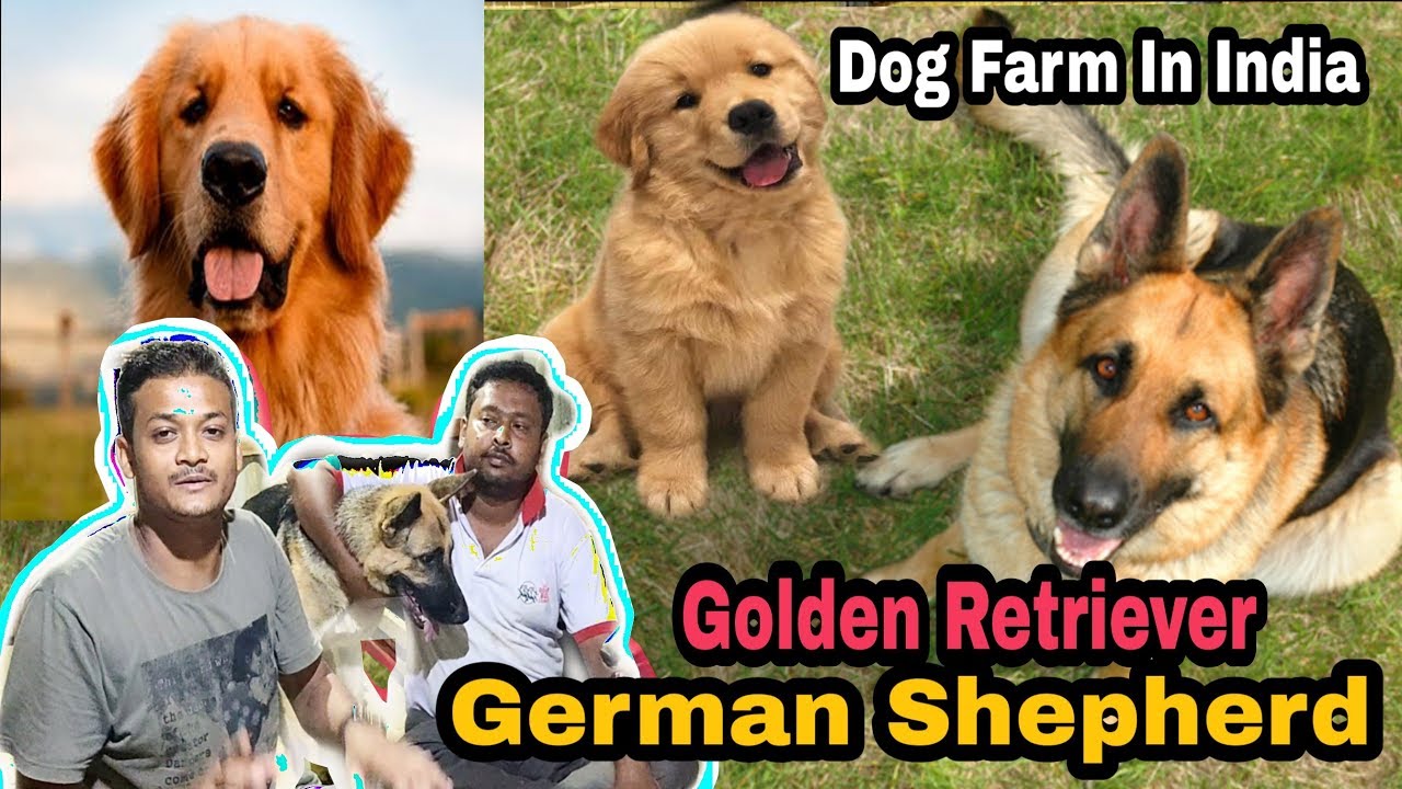 Dog Farming In West Bengal India / Best side Business / Best Dog Kennel