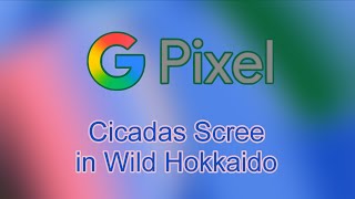 Cicadas Scree In Wild Hokkaido - Google Pixel Android 16 Sound Matters Ringtone
