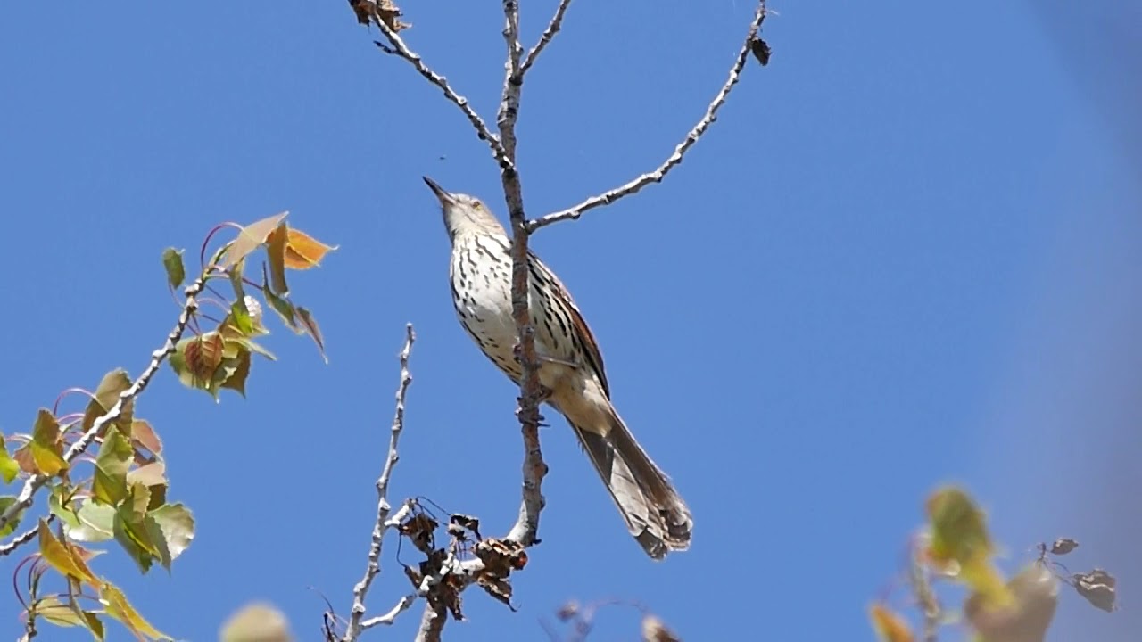 Brown Thrasher song - YouTube