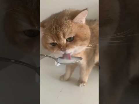 قطه كيوت قطه تشرب حليب مضحك تربية القطط قطه المنزل Cat 