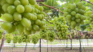 Шайн мускат: какие сорта винограда выращивают на Hokkaido | Фруктовая ферма в Ёити