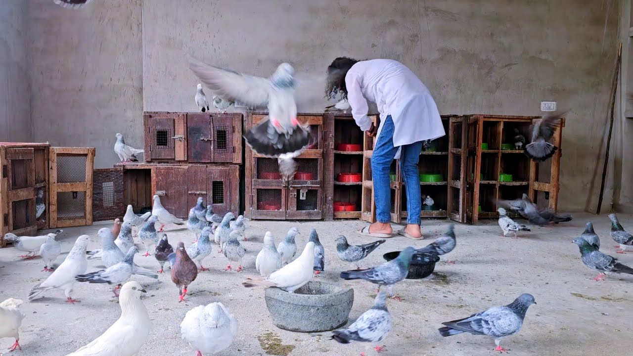 लग गये कबूतर के जोड़े ! Lag Gaye Kabootar Ke Jode ! By Rizwan Ali Sabri ! Jaipur Tonk Pigeons