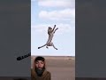 Can the cheetah successfully catch the little ostrich?