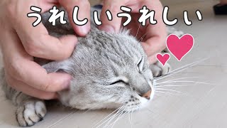 朝からパパに甘えまくるツンデレ猫マロちゃん