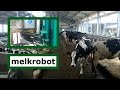 Campina melkveehouder in Bunnik presenteert veestal en melkrobot