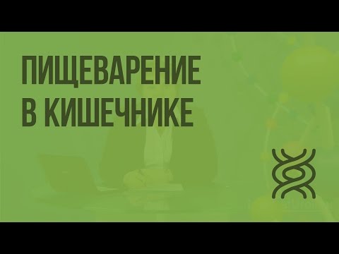 Пищеварение в кишечнике. Всасывание питательных веществ. Видеоурок по биологии 8 класс