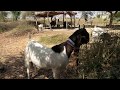 Amazing goats breeds bigger high quality goats breeds best and funniest goats breeds in world