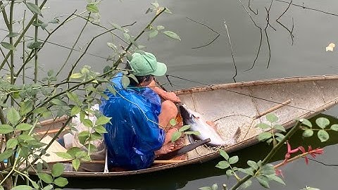 Bắn cá Basa khủng ở Huế, lại được chủ hồ lấy cá cho nữa cơ - SlingShot Fishing